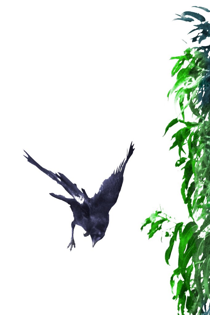 raven-leaves-1.jpg