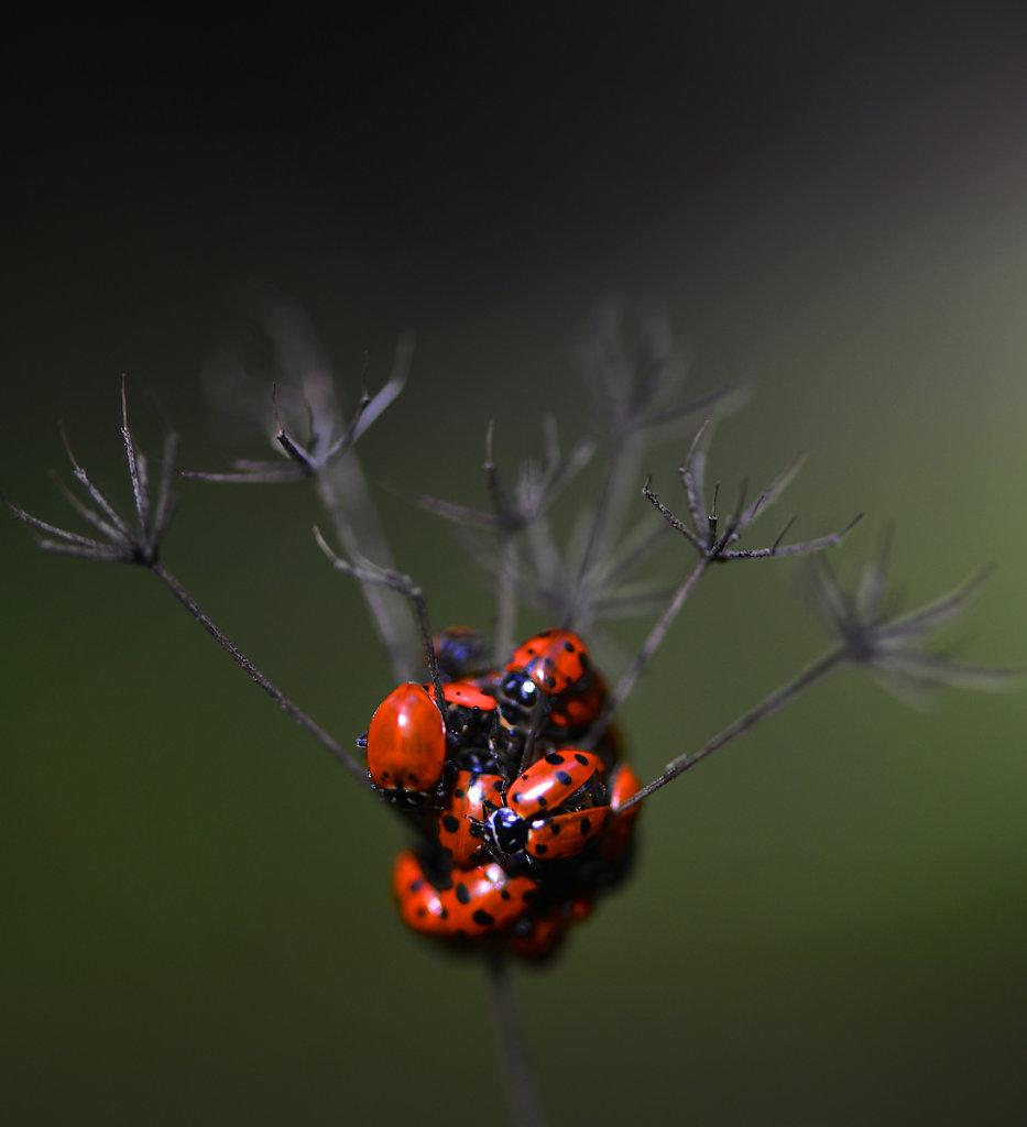 ladybird3.jpg