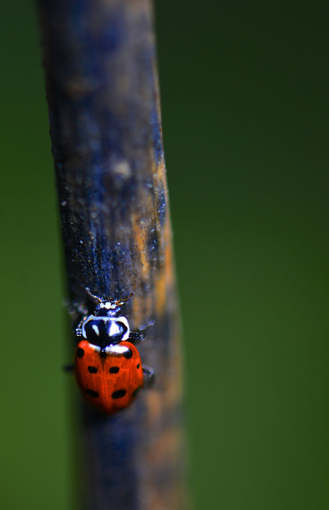 ladybird4.jpg